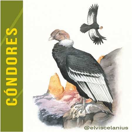 Categoría Condores