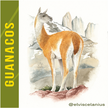 Categoría Guanacos