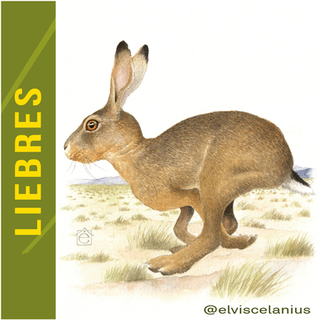 Categoría Liebres Hares