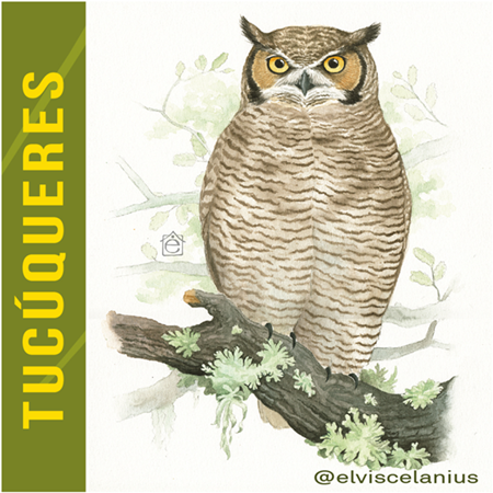 Categ Tucuqueres Horned Owls