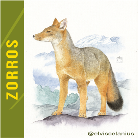 Categoría Zorros Foxes